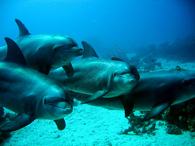 海豚在水下是热带动物世界的水域高清图片