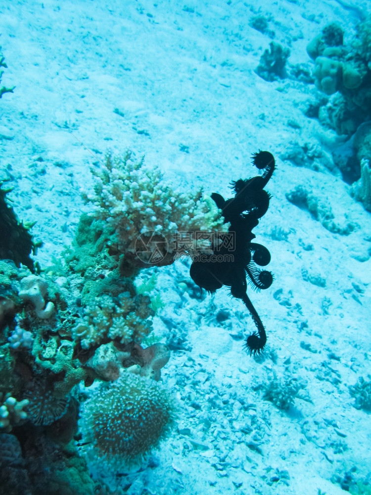 水下珊瑚礁及其居民珊瑚礁及其居民图片