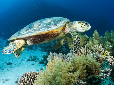 龟板水下游的海龟洋爬行动物水下珊瑚礁及其居民海洋爬行动物背景