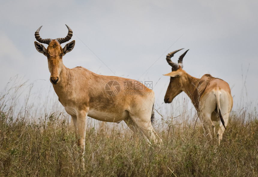 非洲稀树草原上的羚羊自然环境栖息地野生动物非洲稀树草原图片
