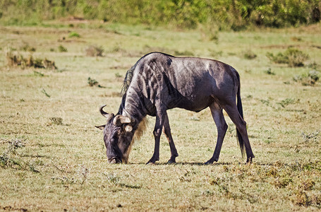 康塞尼亚动物群马赛高清图片