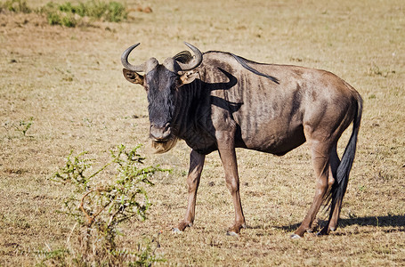 普通皂草坦桑尼亚野生动物高清图片