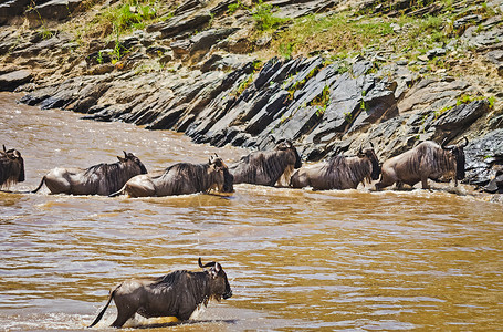 羚羊过河的迁徙牛头叉尾线虫角马非洲大草原的蹄蓝色角马羚羊过河的迁徙牛磺酸背景图片