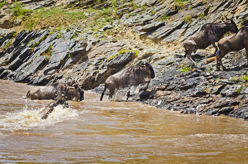 羚羊过河的迁徙牛头叉尾线虫角马非洲大草原的蹄蓝色角马羚羊过河的迁徙牛磺酸图片