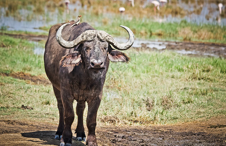 先令非洲水牛非洲有蹄动物牛的亲戚有角的野牛非洲水牛非洲有蹄动物牛的亲戚角wi背景