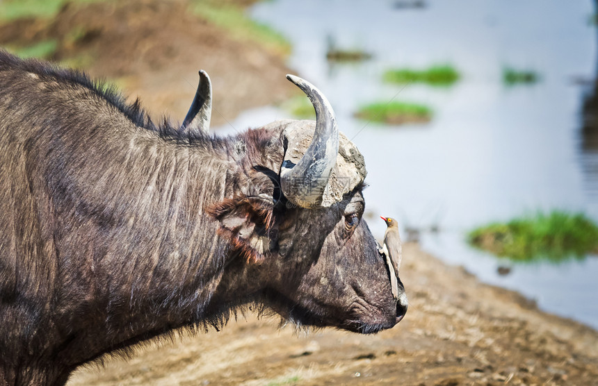 非洲水牛非洲有蹄动物牛的亲戚有角的野牛非洲水牛非洲有蹄动物牛的亲戚角wi图片
