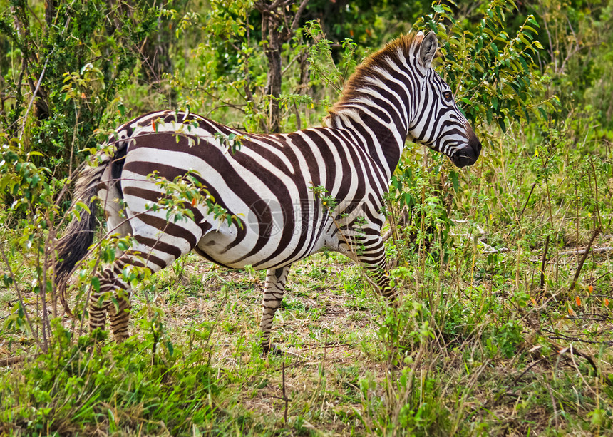 非洲斑马热带草原上的黑马白斑非洲热带草原上的黑马图片