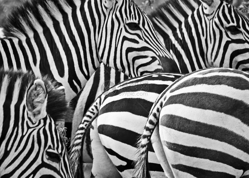 非洲斑马热带草原上的黑马白斑非洲热带草原上的黑马图片