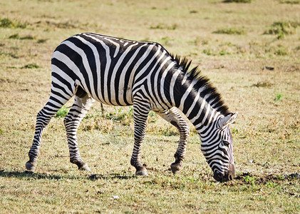 非洲斑马热带草原上的黑马白斑非洲热带草原上的黑马背景图片