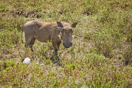 疣非洲野猪稀树草原动物非洲稀树草原动物背景