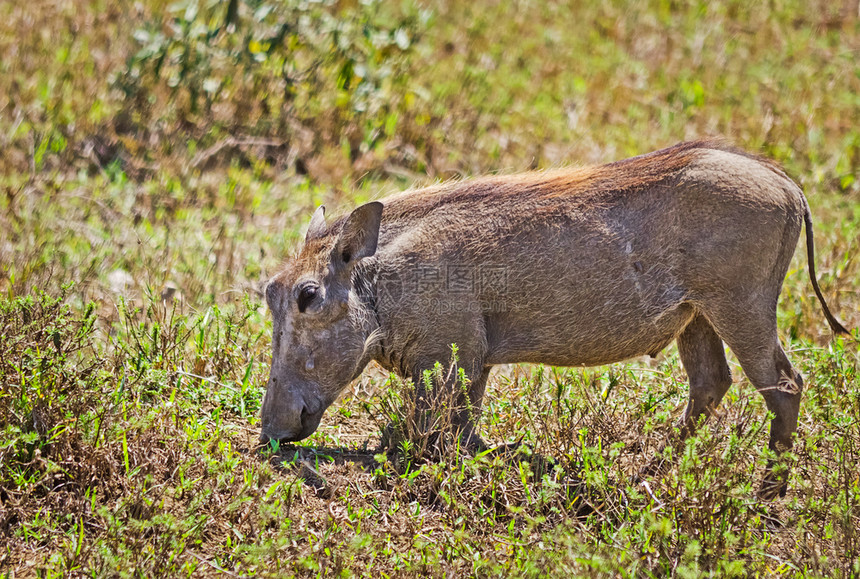 非洲野猪稀树草原动物非洲稀树草原动物图片