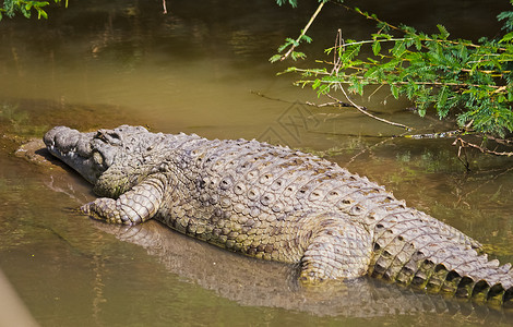 尼罗河鳄食用非洲水库爬虫鳄高清图片