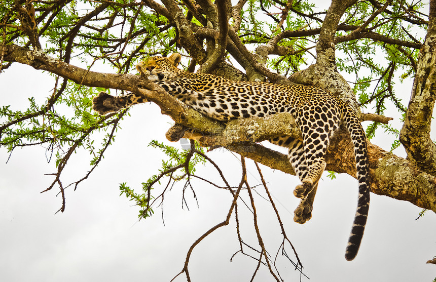 非洲热带草原上自然栖息地的一棵树上豹子捕猫家的掠食者图片