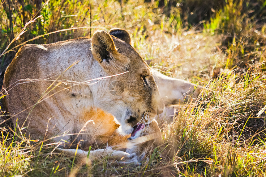 非洲草原的野生狮子掠食动物的野生狮子图片