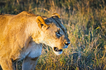 非洲草原上发现猎物的狮子图片