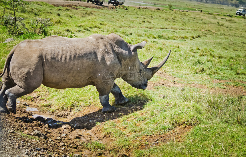 非洲稀树草原上的犀牛非洲稀树草原上的大型食动物非洲稀树草原上的大型食动物图片