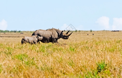 非洲稀树草原上的犀牛和它的孩子图片