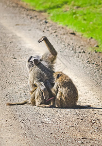 毛里塔尼亚狒狒非洲热带草原绒猴狒狒在它们的自然栖息地狒狒非洲热带草原绒猴狒狒在它们的自然环境中背景