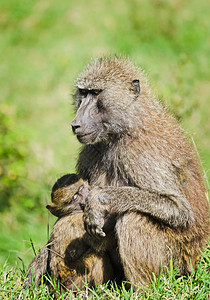 环境比塔尼亚狨猴马里高清图片
