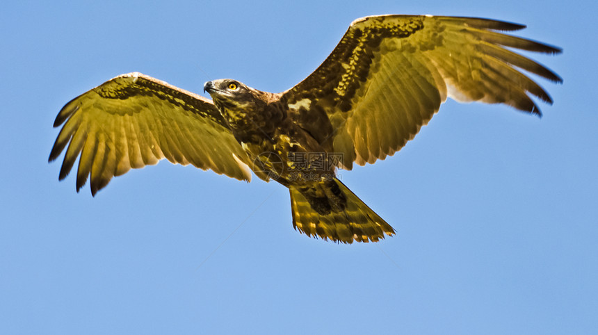 非洲鹰肯雅鸟家族猎物图片