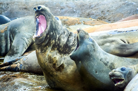 海洋豹无刺动物冰冷洋和水的居民背景图片
