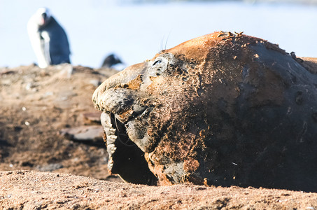 海洋豹无刺动物冰冷洋和水的居民高清图片
