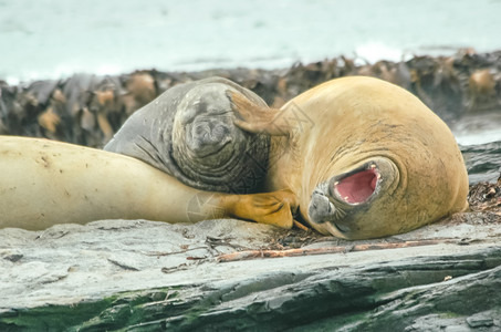 海洋豹无刺动物冰冷洋和水的居民高清图片