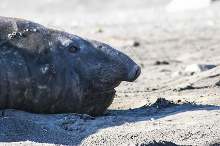 海洋豹无刺动物冰冷洋和水的居民图片
