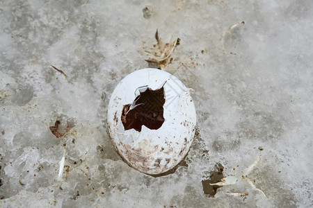企鹅蛋南极冰上企鹅的蛋自然中水禽企鹅冰上蛋背景