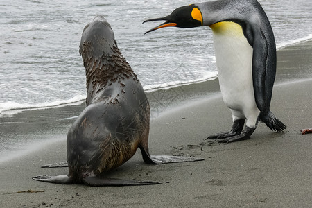 企鹅和海豹南极的企鹅自然中水禽企鹅图片