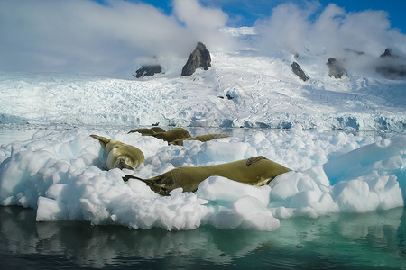 南极洲的海豹在其自然生境中南极海豹在其自然生境中南极海豹在其自然生境中图片