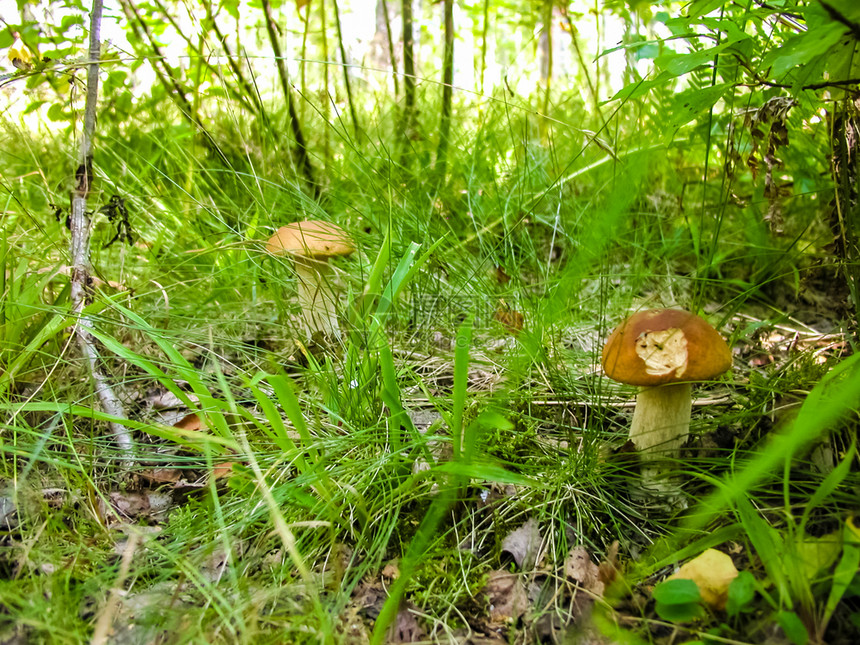 森林蘑菇垃圾中的食用蘑菇森林中的图片