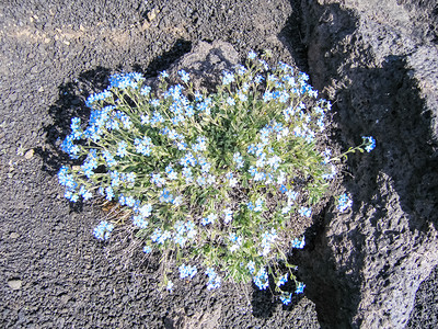 堪察加植物的花朵火山土壤上的植物火山土壤上的植物图片