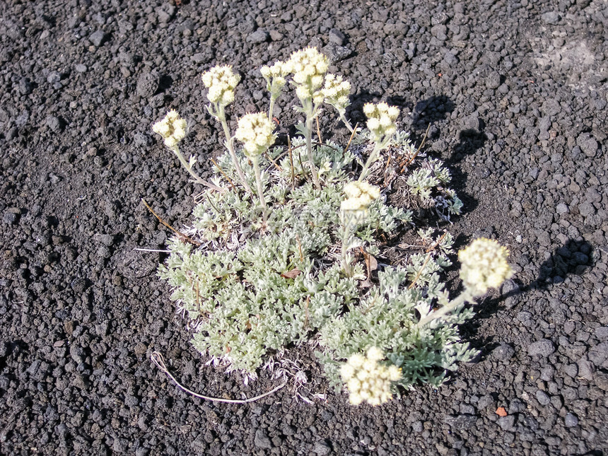 堪察加植物的花朵火山土壤上的植物火山土壤上的植物图片