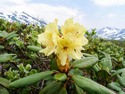 卡姆恰特的花生植物火山土壤上的植物火山土壤上的植物图片