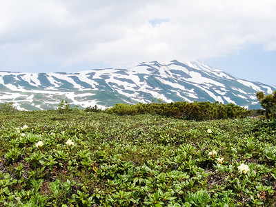 卡姆恰特的花生植物火山土壤上的植物火山土壤上的植物图片