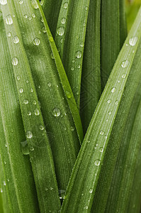 露的植物叶子背景纹理图片