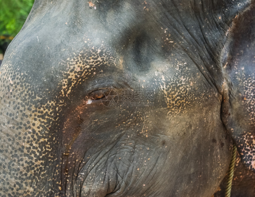 大象的头在附近大象的眼泪图片