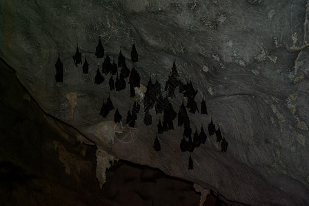 蝙蝠耳朵亚洲的黑暗的高清图片