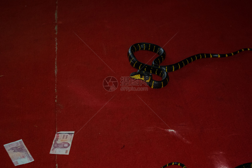 泰国普吉2013年6月日眼镜蛇培训与练有素的眼镜蛇教练员一起表演眼镜蛇培训与练有素的眼镜蛇训练员一起表演蛇训练员和一起表演图片