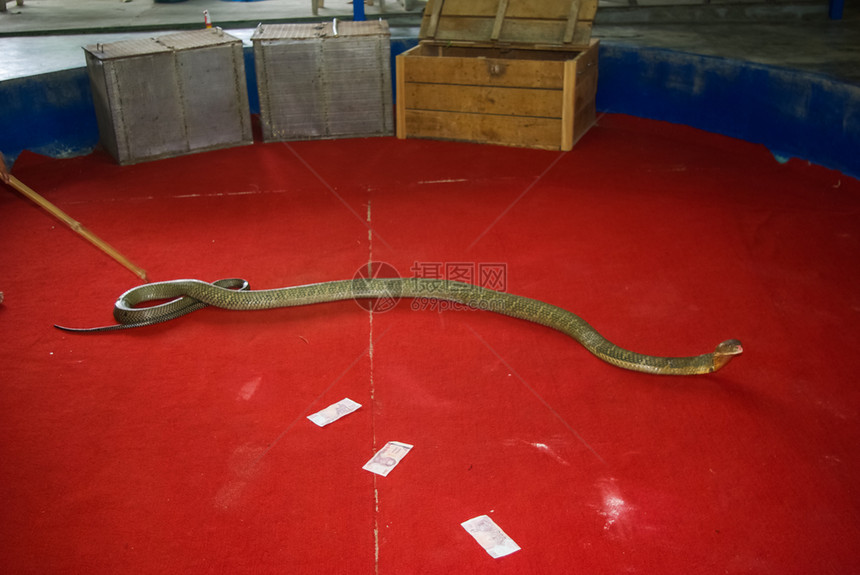 泰国普吉2013年6月日眼镜蛇培训与练有素的眼镜蛇教练员一起表演眼镜蛇培训与练有素的眼镜蛇训练员一起表演蛇训练员和一起表演图片
