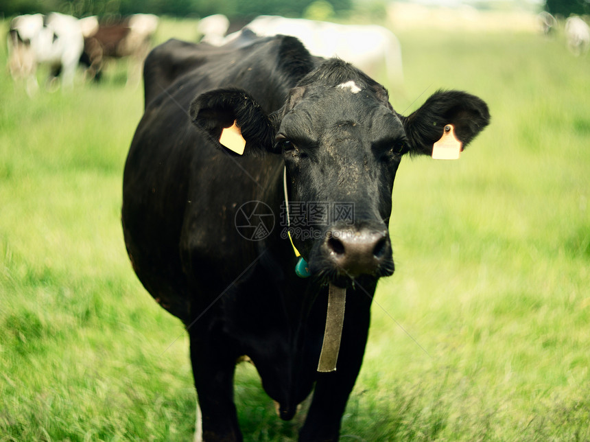 黑牛在草地上有标签在耳朵里图片
