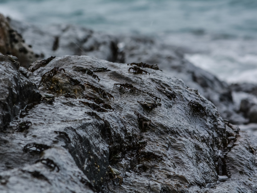 在岸边的石头上爬行的小螃蟹小螃蟹在岸边的石头上爬行在岸边的石头上爬行的小螃蟹图片
