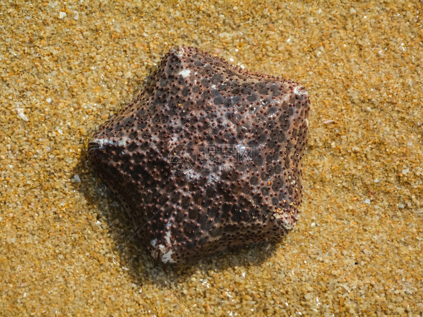 海星躺在沙滩上躺在沙滩上的海生棘皮海星海洋棘皮动物海星躺在沙滩上海洋棘皮动物图片