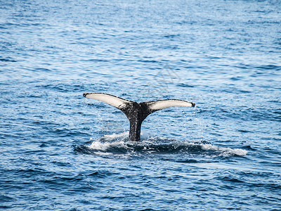 鲸鱼的尾巴从水中流出鲸鱼在海洋中游出鲸鱼的尾巴从水中流出图片