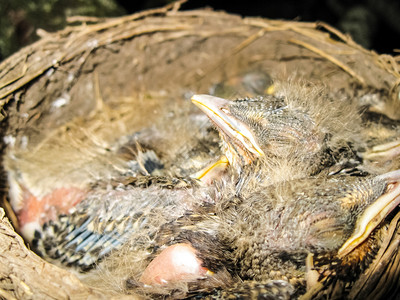 鸟巢中的小鸡幼崽窝鸟自然养图片