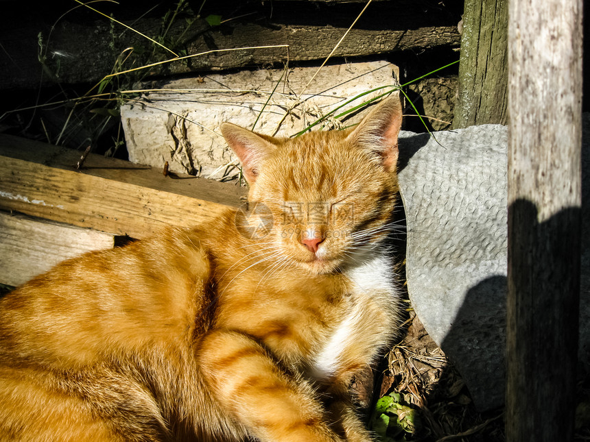 熟睡的红猫躺在温暖的阳光下熟睡的红猫躺在温暖的阳光下熟睡的红猫躺在温暖的阳光下图片