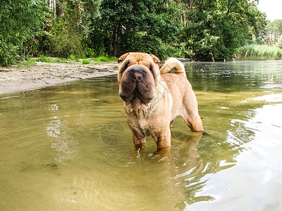 沙皮狗站在河水中沙皮狗站在河水中背景图片