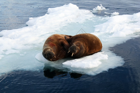 憨态可掬海象海象在北极自然界中是一针见血的哺乳动物海象在北极是一针见血的哺乳动物背景