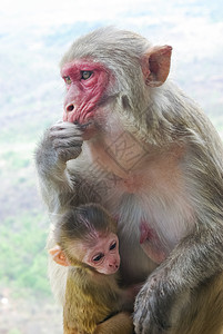 猴子妈有孩猴家庭图片